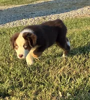 BLUE EYED RED TRI, a male Miniature Australian Shepherd for sale in California, MO – 3 of 8