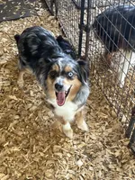 Haley, a female Miniature Australian Shepherd for sale in California, MO – Photo 1 of 3