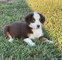 BLUE EYED RED TRI, a male Miniature Australian Shepherd for sale in California, MO – 6 of 8