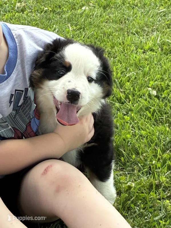 Bobby – Miniature Australian Shepherd puppy for sale in California, MO