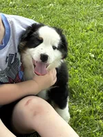 Bobby, a male Miniature Australian Shepherd for sale in California, MO – 1 of 8