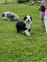Bobby, a male Miniature Australian Shepherd for sale in California, MO – 7 of 8