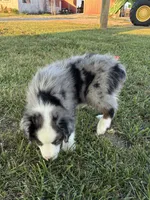 Bluey the Blue Merle, a male Miniature Australian Shepherd for sale in California, MO – 5 of 9
