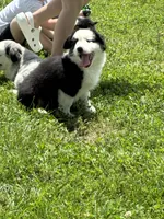 Bobby, a male Miniature Australian Shepherd for sale in California, MO – 5 of 8