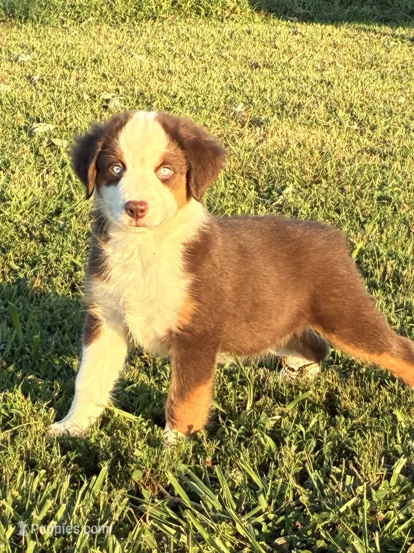 BLUE EYED RED TRI – Miniature Australian Shepherd puppy for sale in California, MO
