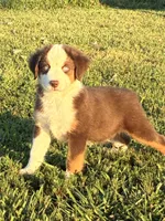 BLUE EYED RED TRI, a male Miniature Australian Shepherd for sale in California, MO – 8 of 8