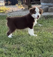 BLUE EYED RED TRI, a male Miniature Australian Shepherd for sale in California, MO – 5 of 8