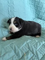 processed/89061be5-7d0b-4051-970a-fe30261be75d/listing/aab6a942-bc54-45fb-82cb-8f155896788b/3763e7c5-9050-4a39-aa8f-5f656bab172b