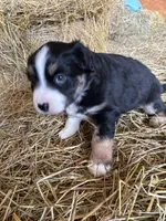 Grey EyesGirl, a female Miniature Australian Shepherd for sale in California, MO – Photo 2 of 4
