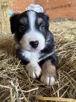 Grey EyesGirl, a female Miniature Australian Shepherd for sale in California, MO – Photo 3 of 4