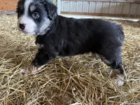 Grey EyesGirl, a female Miniature Australian Shepherd for sale in California, MO – Photo 4 of 4