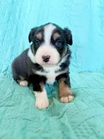 Grey EyesGirl, a female Miniature Australian Shepherd for sale in California, MO – Photo 1 of 4