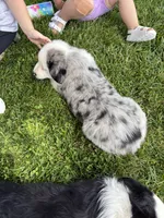 Bluey, a male Miniature Australian Shepherd for sale in California, MO – 6 of 6