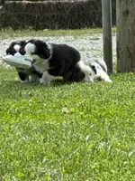 Bobby, a male Miniature Australian Shepherd for sale in California, MO – 4 of 8