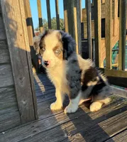 Bluey the Blue Merle, a male Miniature Australian Shepherd for sale in California, MO – 3 of 9