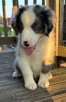 Bluey the Blue Merle, a male Miniature Australian Shepherd for sale in California, MO – 2 of 9