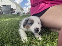 Bluey, a male Miniature Australian Shepherd for sale in California, MO – 3 of 6