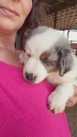 Bluey, a male Miniature Australian Shepherd for sale in California, MO – 1 of 6
