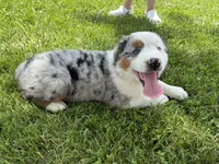 Bluey, a male Miniature Australian Shepherd for sale in California, MO – 5 of 6