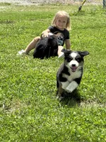 Queen, a female Miniature Australian Shepherd for sale in California, MO – 7 of 7