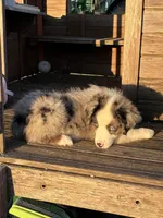 Bluey the Blue Merle, a male Miniature Australian Shepherd for sale in California, MO – 7 of 9