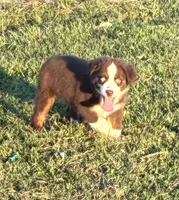 Red Tri with Blue Eye, a male Miniature Australian Shepherd for sale in California, MO – 3 of 8