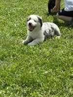 Bluey, a male Miniature Australian Shepherd for sale in California, MO – 4 of 6
