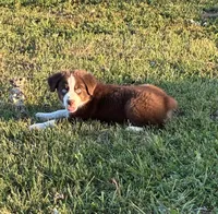 Red Tri with Blue Eye, a male Miniature Australian Shepherd for sale in California, MO – 5 of 8