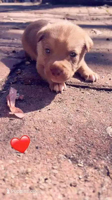 King – German Shepherd Dog, Boxer puppy for sale in Allentown, PA