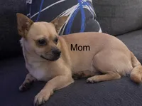 Angie, a female Chihuahua for sale in New Haven, CT – 3 of 4