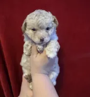 processed/890de643-69b7-4069-8d26-e0d420039b98/listing/82feb90c-94f9-4e41-ade6-5ecbab6255ac/ff850d47-bf35-4509-b860-ea33cfa18804