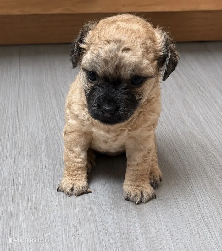 (Angie)Ready to go to her new home – Chihuahua puppy for sale in New Haven, CT