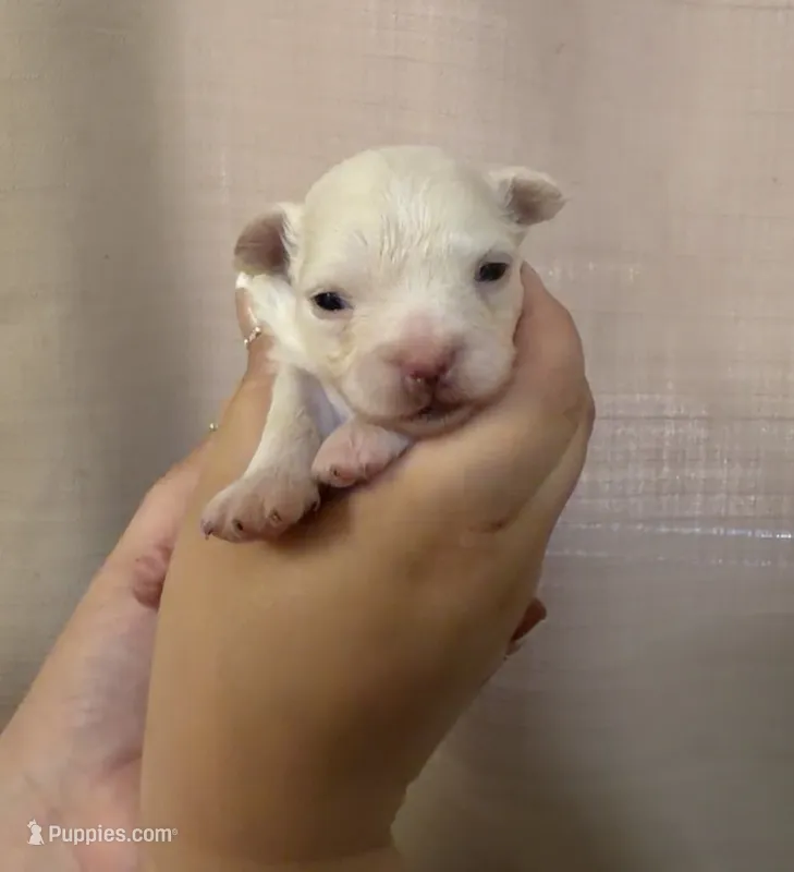 Angel – Chihuahua puppy for sale in New Haven, CT