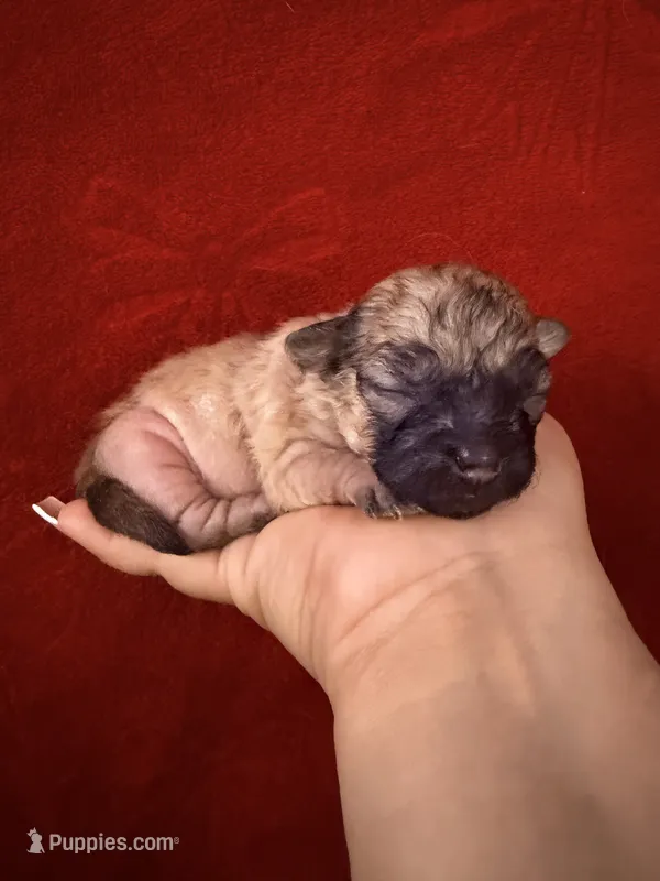 Angie – Chihuahua puppy for sale in New Haven, CT
