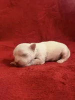 Angel, a male Chihuahua for sale in New Haven, CT – 2 of 4