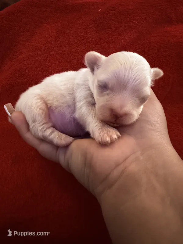 Angel – Chihuahua puppy for sale in New Haven, CT