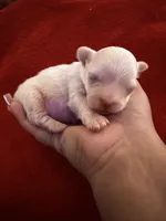 Angel, a male Chihuahua for sale in New Haven, CT – 1 of 4
