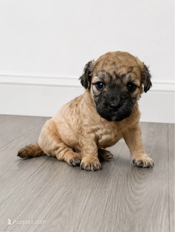 Angie – Chihuahua puppy for sale in New Haven, CT
