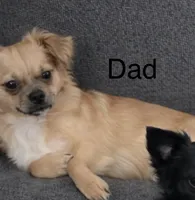 Angie, a female Chihuahua for sale in New Haven, CT – 4 of 4