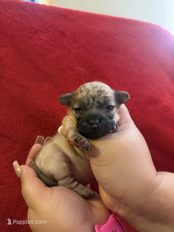 Angie – Chihuahua puppy for sale in New Haven, CT