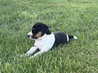 Black n white, a male Jack Russell Terrier for sale in Fennimore, WI – 2 of 3