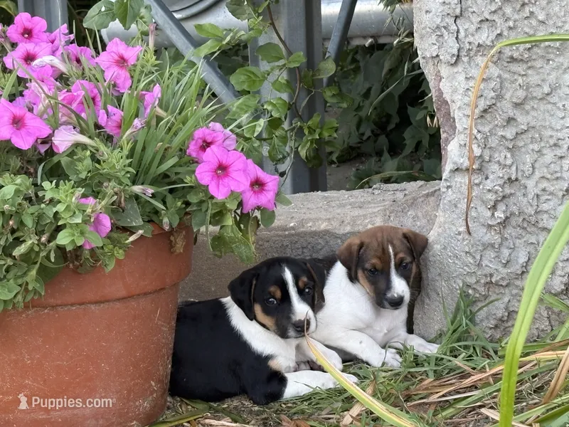Brown n white – Jack Russell Terrier puppy for sale in Fennimore, WI