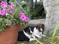 Brown n white, a male Jack Russell Terrier for sale in Fennimore, WI – 1 of 3