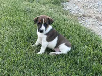 Brown n white, a male Jack Russell Terrier for sale in Fennimore, WI – 2 of 3