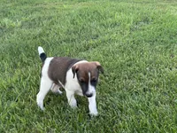 Brown n white, a male Jack Russell Terrier for sale in Fennimore, WI – 3 of 3