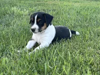 Black n white, a male Jack Russell Terrier for sale in Fennimore, WI – 3 of 3