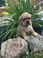 Liam, a male Puggle for sale in Nappanee, IN – 3 of 4