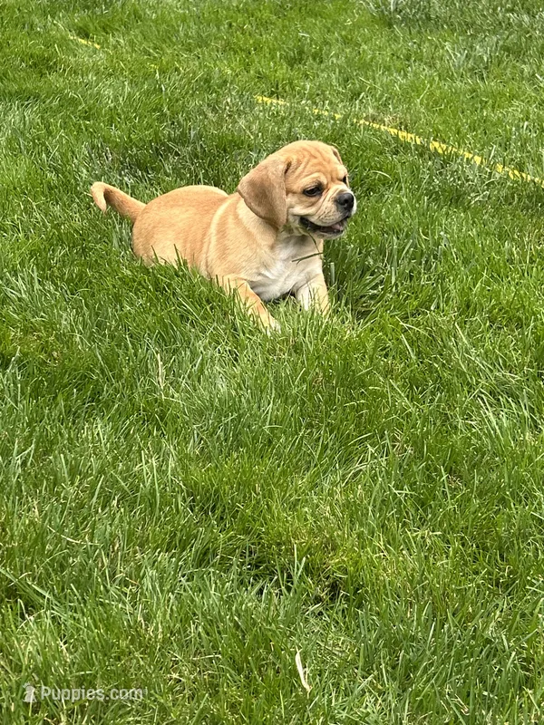 Leon – Puggle puppy for sale in Nappanee, IN