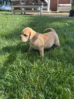Leon, a male Puggle for sale in Nappanee, IN – 5 of 7