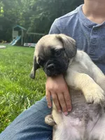 Lucky, a male Puggle for sale in Nappanee, IN – 4 of 5